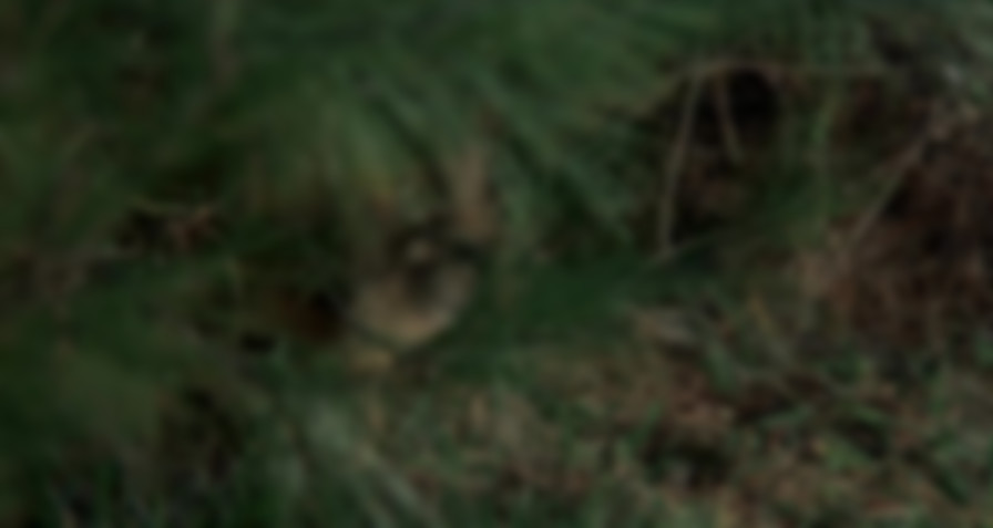 Cujo backdrop