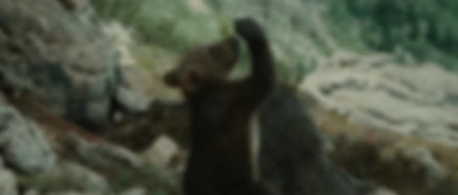 The Bear backdrop