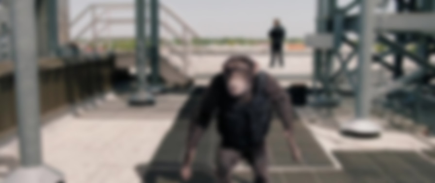 C.I.Ape backdrop