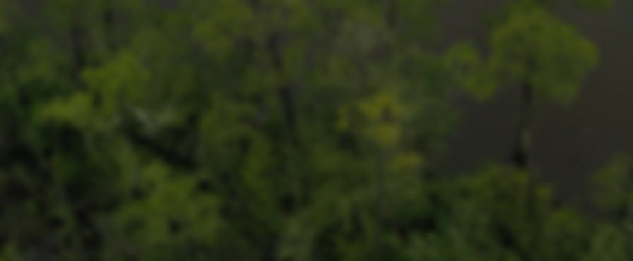 A House on the Bayou backdrop