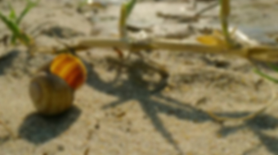 Surviving Paradise: A Family Tale backdrop