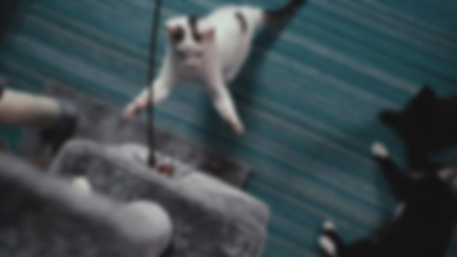 Inside the Mind of a Cat backdrop