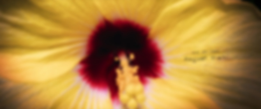 The Perfumier backdrop