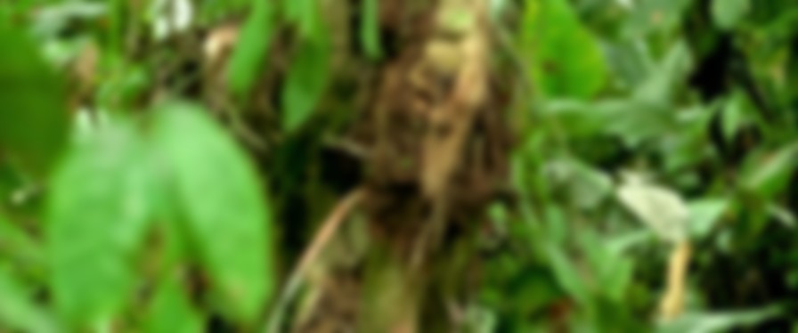 The Green Inferno backdrop