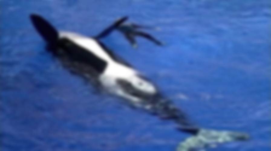 Blackfish backdrop