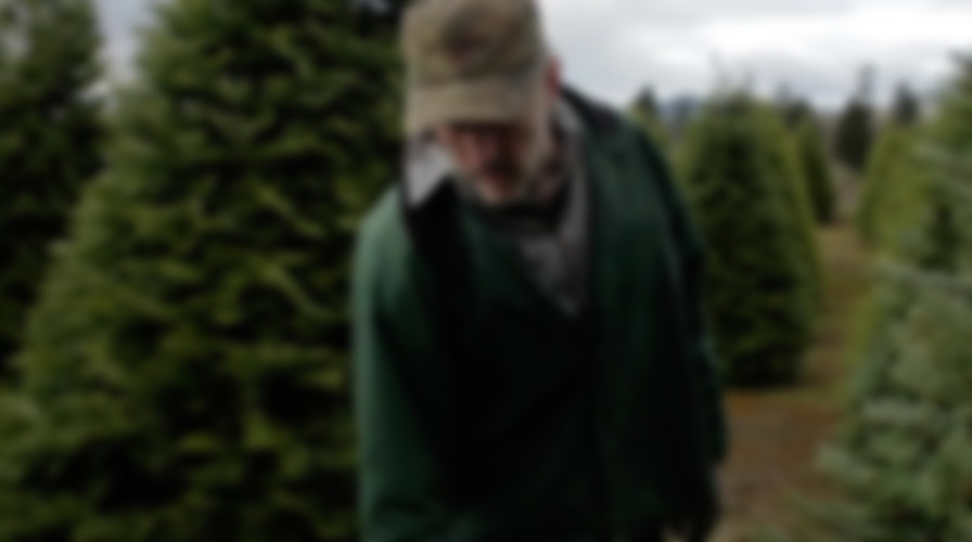 Noble Fir backdrop