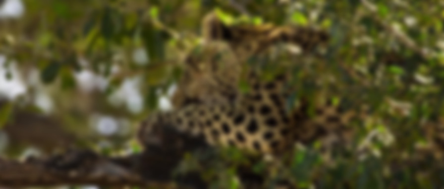 Living with Leopards backdrop