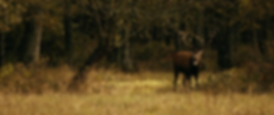 Bambi: A Tale of Life in the Woods backdrop
