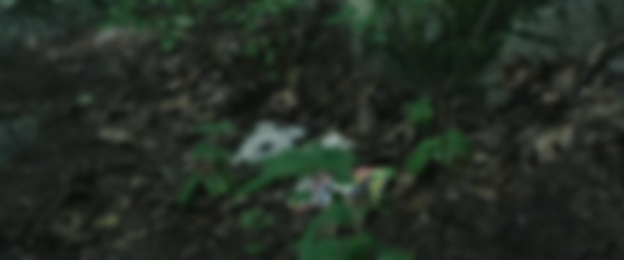 The Sea of Trees backdrop
