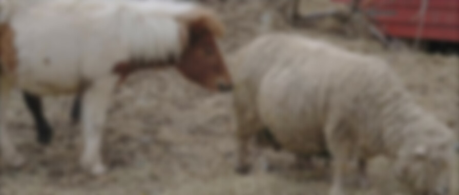 Bigfoot: Blood on the Farm backdrop