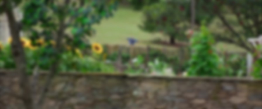 Peter Rabbit backdrop