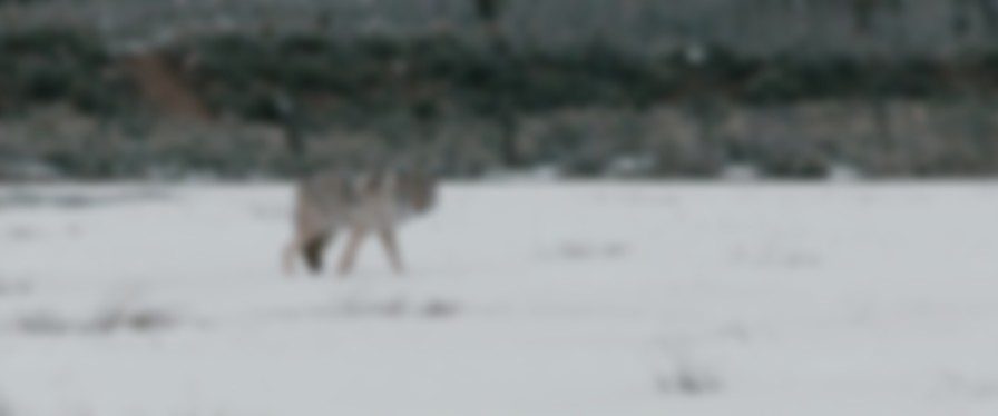Wind River backdrop
