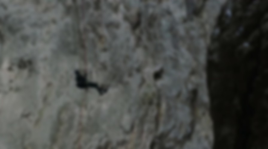 Sharknado 5: Global Swarming backdrop